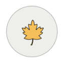 maple